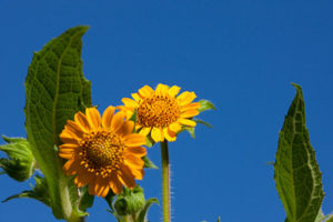 fleurs-poire-de-terre-Calendrier-Lunaire