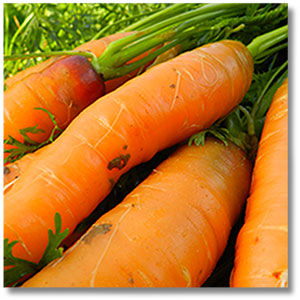 carotte-Calendrier-Lunaire