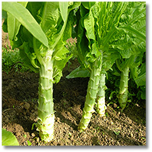 celtuce-Calendrier-Lunaire