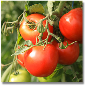tomate-Calendrier-Lunaire