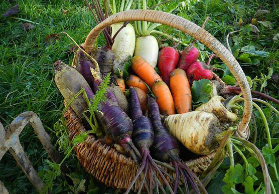 legumes-novembre-www.calendrier-lunaire.fr.2