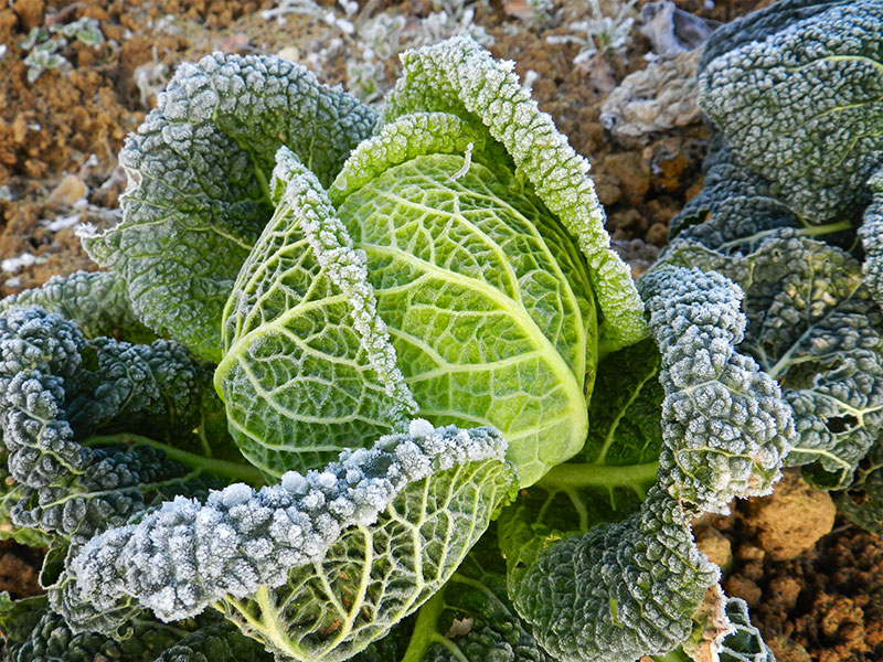 chou-frise-givre