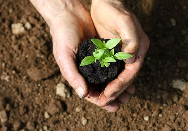 plants.calendrier-lunaire-diffusion