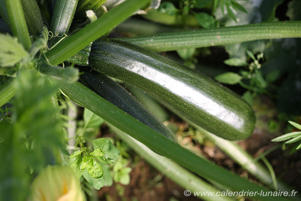 courgettes