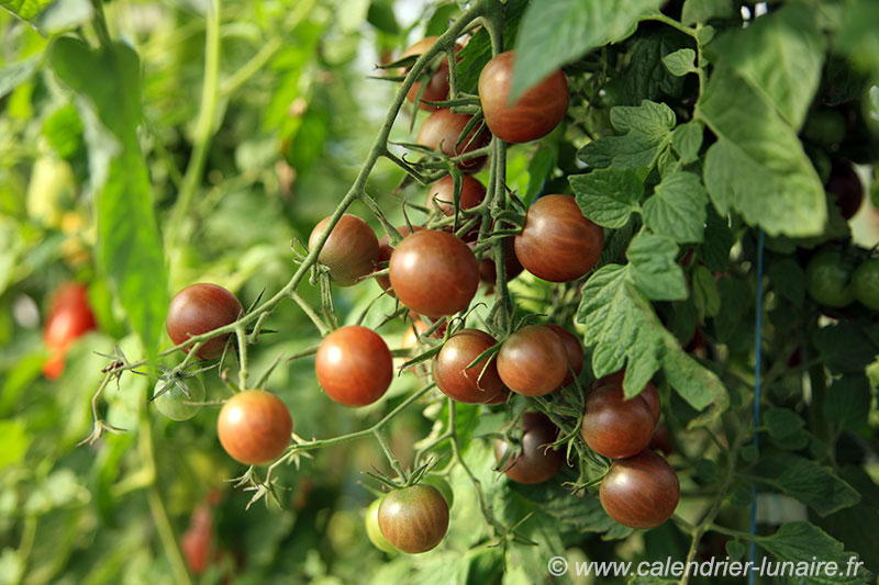 tomates-cerises
