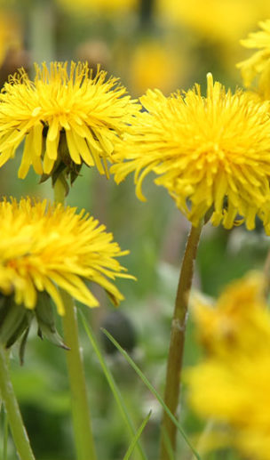 Calendrier Lunaire de Michel Gros - Hortus meo